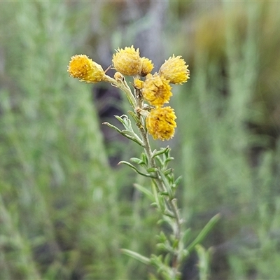 Chrysocephalum semipapposum (Clustered Everlasting) at Hawker, ACT - 11 Mar 2025 by sangio7