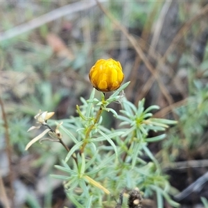 Xerochrysum viscosum (Sticky Everlasting) at Hawker, ACT - 11 Mar 2025 by sangio7