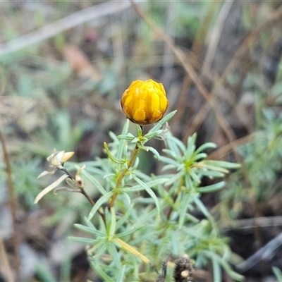 Xerochrysum viscosum (Sticky Everlasting) at Hawker, ACT - 11 Mar 2025 by sangio7