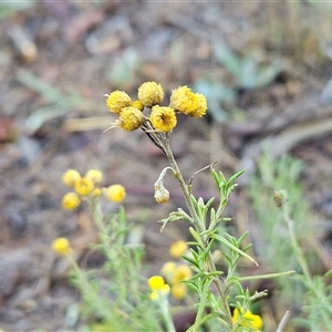 Chrysocephalum semipapposum (Clustered Everlasting) at Hawker, ACT - Yesterday by sangio7