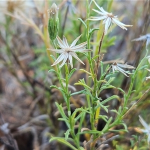 Vittadinia muelleri (Narrow-leafed New Holland Daisy) at Hawker, ACT - Yesterday by sangio7