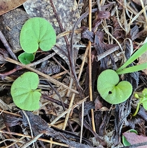 Dichondra repens (Kidney Weed) at Hawker, ACT - Yesterday by sangio7