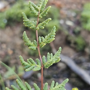 Cheilanthes sieberi subsp. sieberi (Mulga Rock Fern) at Hawker, ACT - Yesterday by sangio7