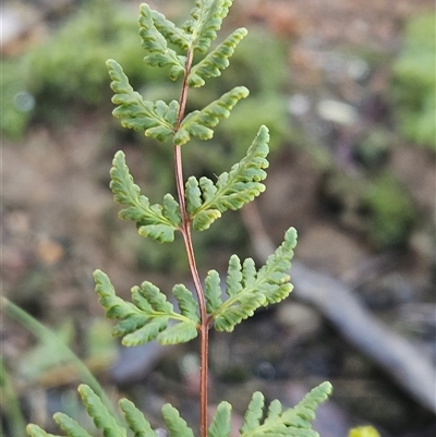 Cheilanthes sieberi subsp. sieberi (Mulga Rock Fern) at Hawker, ACT - 11 Mar 2025 by sangio7