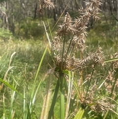 Cyperus lucidus (Leafy Flat Sedge) at Monga, NSW - 12 Mar 2025 by JaneR