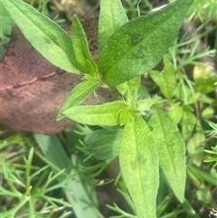 Persicaria prostrata at Monga, NSW - 12 Mar 2025 by JaneR