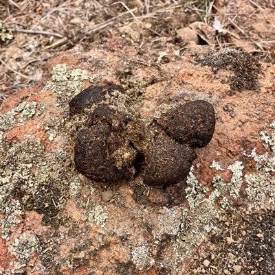 Vombatus ursinus at Koorawatha, NSW - 9 Mar 2025 by Kooragindi