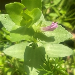 Gratiola peruviana (Australian Brooklime) at Monga, NSW - Today by JaneR