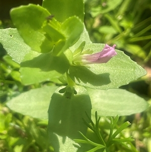 Gratiola peruviana (Australian Brooklime) at Monga, NSW - 12 Mar 2025 by JaneR