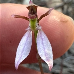 Eriochilus cucullatus at Yarralumla, ACT - 12 Mar 2025 by lbradley