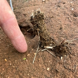 Unidentified Ant (Hymenoptera, Formicidae) at Katoomba, NSW - Today by Kooragindi