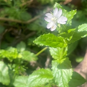 Epilobium billardiereanum subsp. hydrophilum at Monga, NSW - Today by JaneR