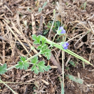 Erodium crinitum (Native Crowfoot) at Hawker, ACT - 11 Mar 2025 by sangio7