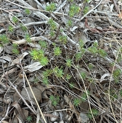 Melichrus urceolatus (Urn Heath) at Yarralumla, ACT - 12 Mar 2025 by lbradley