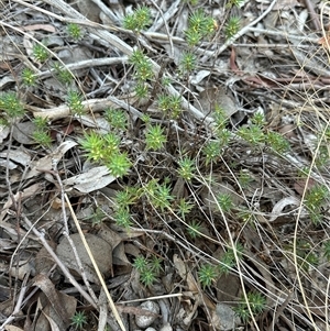 Melichrus urceolatus at Yarralumla, ACT - Today by lbradley