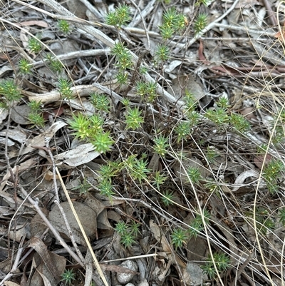 Melichrus urceolatus at Yarralumla, ACT - 12 Mar 2025 by lbradley