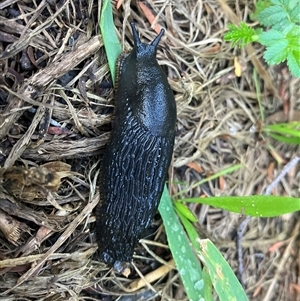 Arion ater at Katoomba, NSW - 12 Mar 2025 06:22 PM