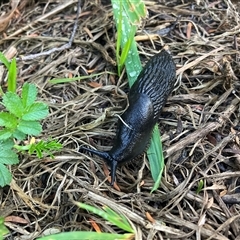 Arion ater at Katoomba, NSW - 12 Mar 2025 06:22 PM