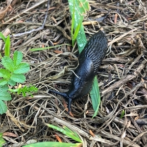 Arion ater at Katoomba, NSW - 12 Mar 2025 06:22 PM