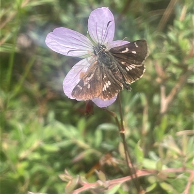 Dispar compacta (Barred Skipper) at Monga, NSW - 12 Mar 2025 by JaneR