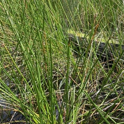 Eleocharis sphacelata (Tall Spike-rush) at Monga, NSW - Today by JaneR