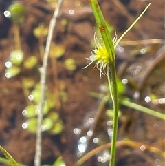 Cyperus sphaeroideus (Scented Sedge) at Monga, NSW - 12 Mar 2025 by JaneR