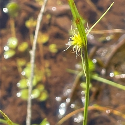 Cyperus sphaeroideus (Scented Sedge) at Monga, NSW - 12 Mar 2025 by JaneR