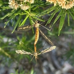 Tipulidae sp. (family) (Unidentified Crane Fly) at Yarralumla, ACT - 12 Mar 2025 by lbradley