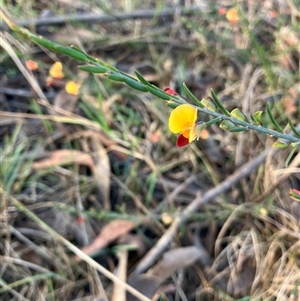 Unidentified Pea at Katoomba, NSW - Today by Kooragindi