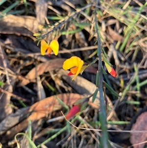 Bossiaea heterophylla at Katoomba, NSW - 12 Mar 2025 06:26 PM