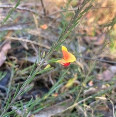 Bossiaea heterophylla at Katoomba, NSW - 12 Mar 2025 06:26 PM