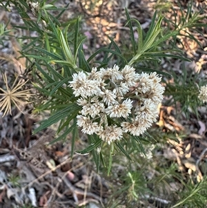 Cassinia longifolia at Yarralumla, ACT - Today by lbradley