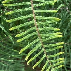 Pteridium esculentum at Monga, NSW - 12 Mar 2025 by JaneR