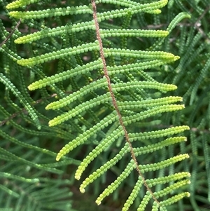 Pteridium esculentum at Monga, NSW - Today by JaneR