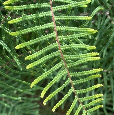 Gleichenia dicarpa (Wiry Coral Fern) at Monga, NSW - 12 Mar 2025 by JaneR