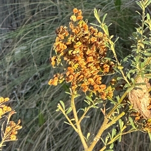 Bursaria spinosa at Yarralumla, ACT - Today by lbradley