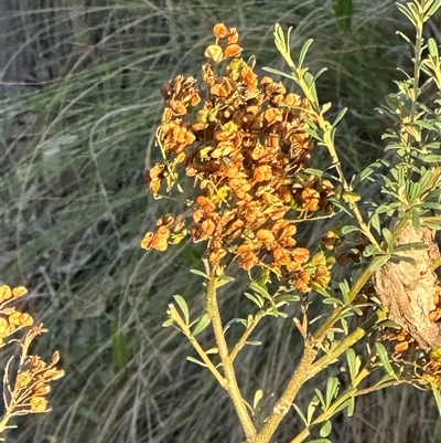 Bursaria spinosa at Yarralumla, ACT - 12 Mar 2025 by lbradley