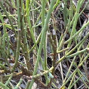 Exocarpos strictus at Yarralumla, ACT - Today by lbradley