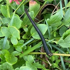 Hirudinea sp. (Class) (Unidentified Leech) at Monga, NSW - 12 Mar 2025 by JaneR