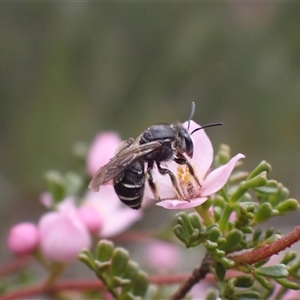 Lasioglossum sp. at Mount Wilson, NSW - 3 Nov 2024 by SapphFire