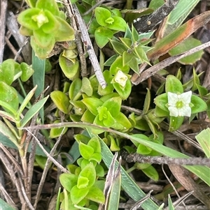 Mitrasacme serpyllifolia at Monga, NSW - Yesterday by JaneR