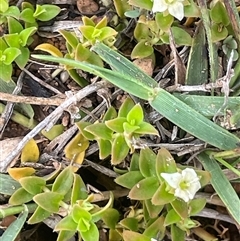 Mitrasacme serpyllifolia at Monga, NSW - 12 Mar 2025 11:46 AM
