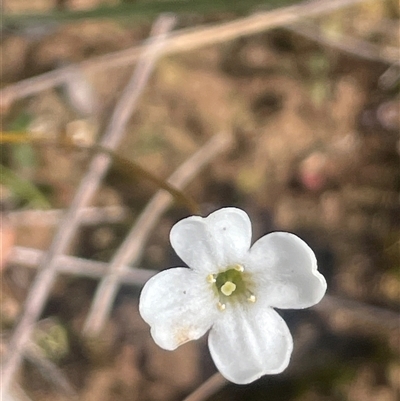 Mitrasacme polymorpha at Monga, NSW - 12 Mar 2025 by JaneR