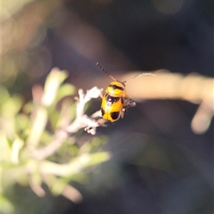 Aporocera (Aporocera) speciosa at Carwoola, NSW - Yesterday 06:03 PM