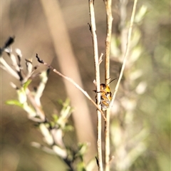 Aporocera (Aporocera) speciosa at Carwoola, NSW - Yesterday 06:03 PM