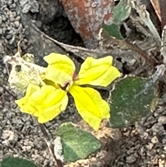 Goodenia hederacea subsp. hederacea (Ivy Goodenia, Forest Goodenia) at Yarralumla, ACT - 12 Mar 2025 by lbradley