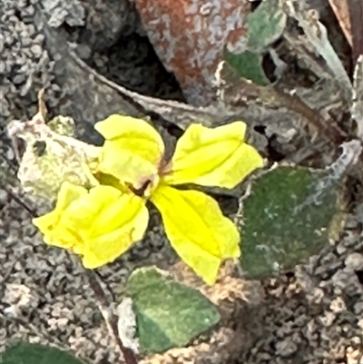 Goodenia hederacea subsp. hederacea (Ivy Goodenia, Forest Goodenia) at Yarralumla, ACT - 12 Mar 2025 by lbradley