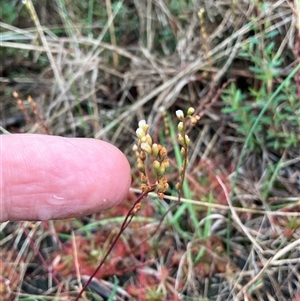 Drosera spatulata at Katoomba, NSW - 12 Mar 2025 06:46 PM
