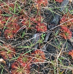 Drosera spatulata at Katoomba, NSW - 12 Mar 2025 06:46 PM