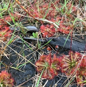 Drosera spatulata at Katoomba, NSW - 12 Mar 2025 06:46 PM